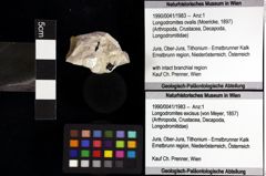 Foto (Objket + Etiketten) von Longodromites ovalis (Moericke, 1897) 